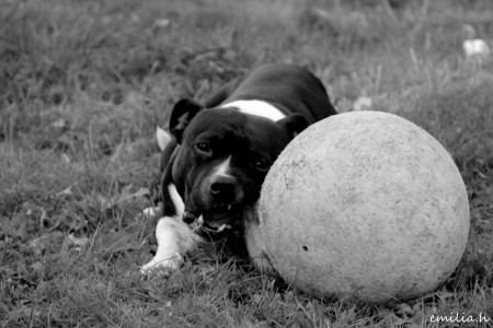 Rocky ja rakas pallo