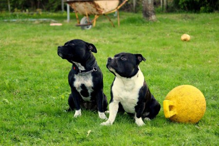 Hulda ja Rocky kesällä 15 Kuva: Emilia Holopainen